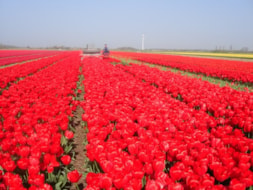 Topping Tulip Lefebers Memory